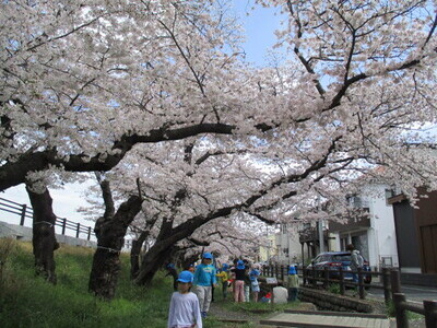 桜の下で花見をしている様子の写真