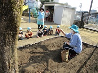 4歳児がじゃが芋植えの準備をしている写真です。