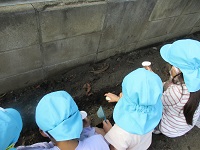 4歳児がじゃが芋植えをしている写真です。