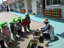 写真：3歳児の苗植え