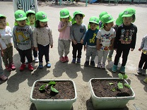 写真：3歳児の苗植え