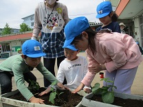 写真：5歳児の苗植え