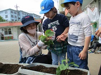 写真：5歳児の苗植え