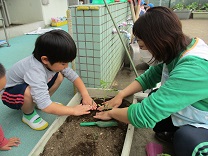 写真：4歳児の苗植え