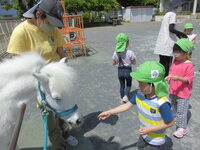 ポニーに干し草をあげている様子の写真