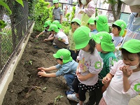 5歳児ぞう組の子どもたちがお芋の苗を植えている写真