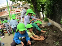 5歳児ぞう組の子どもたちが芋の苗を植えている写真