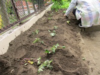5歳児ぞう組の子どもたちがお芋の苗を植えた写真