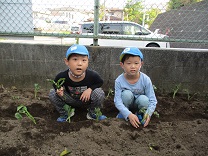 写真：さつま芋の苗植え