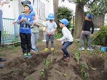 写真：さつま芋の苗植え