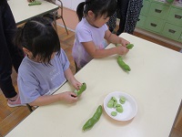 5歳児ぞう組の子どもたちがそら豆の皮むきをしている写真