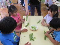 5歳児ぞう組の子どもたちがそら豆の皮むきをしている写真