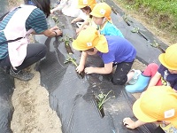 4歳児ぞう組がサツマイモの苗植えをしている写真