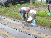 5歳児らいおん組がサツマイモの苗に水やりしている写真