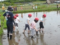 5歳児らいおん組が田んぼに入っていく写真