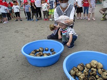 写真：ジャガイモ掘り