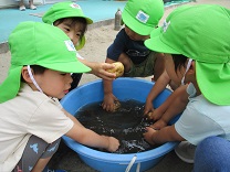 3歳イモ洗いの様子4