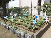 写真：草むしりをしている様子