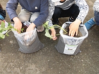 写真：子どもが苗を植える様子