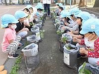 写真：苗を植えが終わったところ