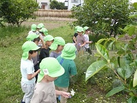 5歳児らいおん組がせせらぎ農園を散策している写真