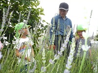 5歳児らいおん組がせせらぎ農園で花を見ている写真