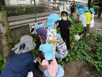5歳児クラスが園庭にある畑のじゃがいもを掘っている写真です。