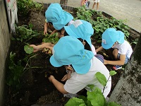 5歳児クラスが園庭にある畑のじゃがいもをグループごとに掘っている写真です。