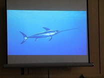 写真：海の生き物