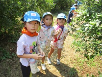 摘み取りをする子供の写真2