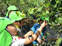 5歳児ぞう組の子どもたちが、ブルーベリーの摘み取りをしている写真