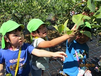 5歳児ぞう組の子どもたちが、ブルーベリーの摘み取りをしている写真