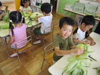 4歳児きりん組の子どもたちがトウモロコシの皮むきをしている写真