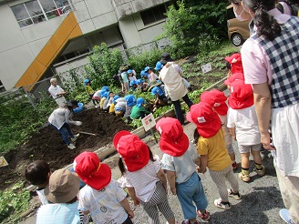 芋ほりをしている4歳と、見ている2歳児うさぎ組の子どもたちの様子の写真