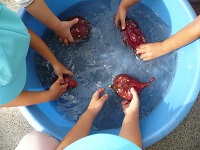 3歳児こあら組の子どもたちが、さつま芋を洗っている写真