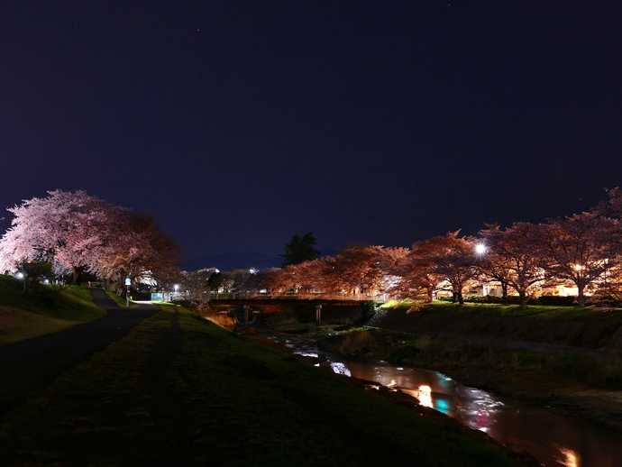 写真：『桜の夜』