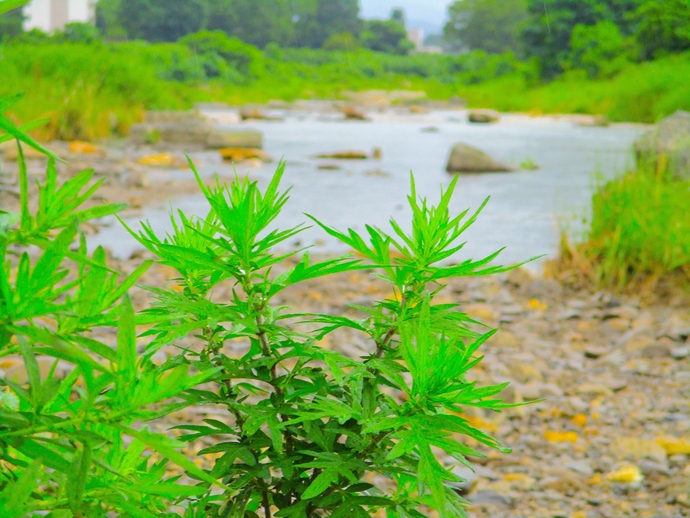 写真：川沿いの草