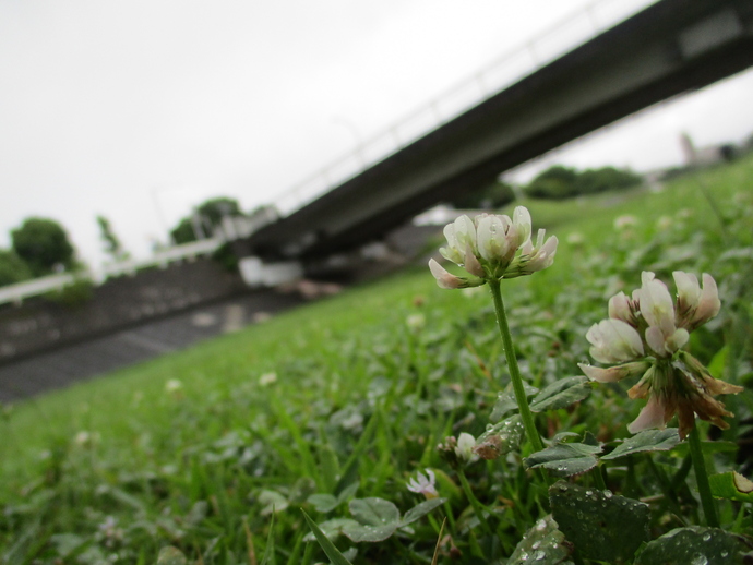 写真：約束の花