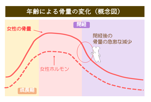 骨量の変化　骨量は成長期に増え40歳ごろまで維持され、その後徐々に減っていきます。