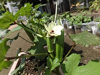 写真：オクラの花が咲いている様子