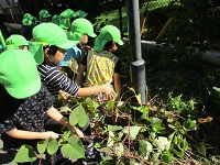 5歳児ぞう組の子どもたちがお芋を掘っている写真