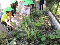 5歳児ぞう組の子どもたちがお芋を引っこ抜いている写真