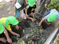 5歳児ぞう組の子どもたちがお芋を掘っている写真