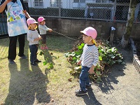 2歳児が掘った芋を見せてもらっている写真です。