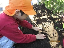 球根を植える子どもの写真2