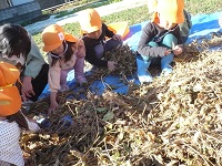 4歳児ぞう組が大豆の殻を取っている写真