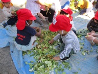 1歳児が畑の土作りで野菜をちぎっている写真です。