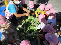 2歳児が土づくりで野菜をちぎっている写真です。