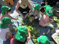 3歳児が土作りで野菜をちぎっている写真です。