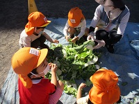 4歳児が土づくりで野菜をちぎっている写真です。